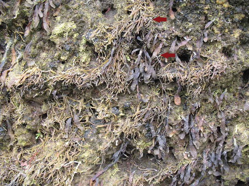 Fig. 1. Co-occurring morphological forms. Individuals of small salt marsh Fucus with narrow thalli adjacent to F. spiralis with broader thalli and receptacles (examples shown by arrows) at Locality 3 (Achill Sound) in June 2014.