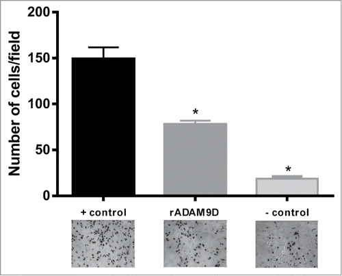 Figure 4. rADAM9D inhibits the invasion of DU145 cells through matrigel. DU145 cells (1.25 × 105 cells/ml) were seeded on the inserts (12 well-plate) of the invasion chamber in the presence or absence of rADAM9D (1 µM). Complete medium was used as a chemoattractant at the lower chamber. Plates were incubated for 22 h at 37°C and 5% CO2. Non-invading cells were removed with a cotton swab from the upper surface of the membrane and invading cells were fixed and 10 random fields from microscope slides were photographed and cells were counted using Image J software. Positive control (+ control) was made in the presence of chemoattractant (10% FBS) at the lower chamber and negative control (− control) was FBS free medium at the lower chamber. The results were obtained from 3 independent experiments in triplicate. The error bars show the SE of three samples with less deviation from the mean. The means that are significantly different from the positive control using ANOVA followed by post hoc Dunnett's test: *(P ≤ 0.001).