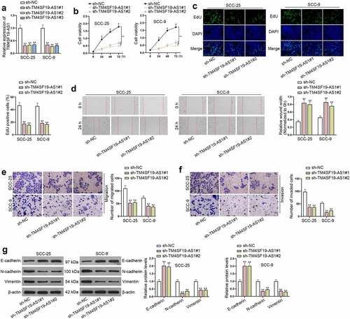 Figure 2. Deficiency of TM4SF19-AS1 suppresses the proliferation, migration, invasion and EMT of HNSCC cells. (a) The efficiency of TM4SF19-AS1 knockout was tested by RT-qPCR in HNSCC cells. (b-c) CCK-8 along with EdU assays jointly detected proliferative ability of HNSCC cells upon TM4SF19-AS1 depletion. (d) The migration of TM4SF19-AS1-depleted HNSCC cells was assessed by wound healing assay based on the wound closure rate. (e-f) Transwell assays evaluated the migratory and invasive processes of HNSCC cells upon TM4SF19-AS1 deficiency. (g) Western blots reflected the changing expression of EMT markers after TM4SF19-AS1 was silenced. ** P < .01.