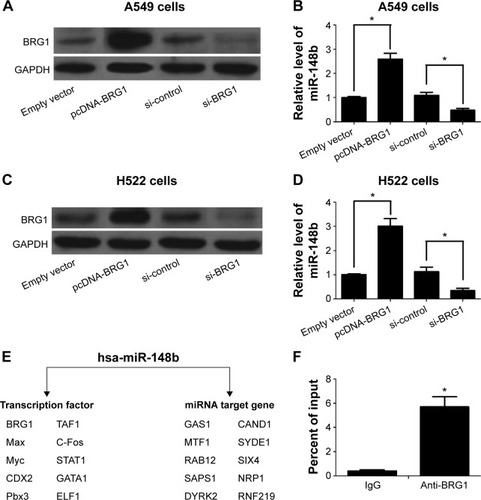 Figure 2 BRG1 binds to miR-148b target gene promoter in lung cancer cells.