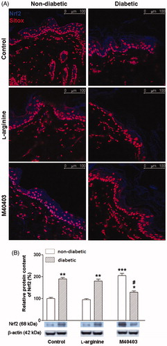 Figure 7. (A) Nrf2 protein expression and localization were assessed in the skin from non-diabetic control (a), diabetic untreated (b), non-diabetic L-arginine-treated (c), diabetic L-arginine-treated (d), non-diabetic M40403-treated (e) and diabetic M40403-treated (f) rats. Nrf2 protein expression in the skin of non-diabetic rats (a) is detectable in the epidermis and in fibroblast-like cells in dermis. Nrf2 protein expression was absent in negative staining controls (not shown). In contrast to modest effects of L-arginine, SOD mimetic had significant but inverse effects on Nrf2 protein expression and localization in the skin of non-diabetic and diabetic rats. SOD mimetic increase the level and nuclear localization of Nrf2 in non-diabetic skin, and decrease Nrf2 levels in diabetic skin, as compared to corresponding non-diabetic, i.e. diabetic controls, respectively. (B) Protein expression of Nrf2 was analyzed in the skin from untreated non-diabetic, and diabetic controls, and rats treated with L-arginine or with M40403 for 7 days. Representative Western blots and the relative quantification are provided. Protein expression level of Nrf2 increased in the skin of diabetic untreated rats was normalized after M40403 treatment. Data are expressed as mean ± SEM (n = 3) and were obtained from three independent experiments. Significantly different from non-diabetic control group: **, p < .01; ***, p < .001; significantly different from diabetic untreated group: #, p < .05. Nrf2: NFE2-related factor 2.