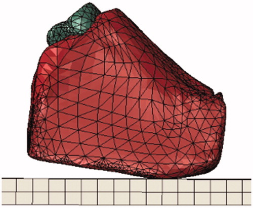 Figure 2. The final assembled and meshed model showing cortical bone within the encapsulating soft tissues on top of the simulated floor surface.