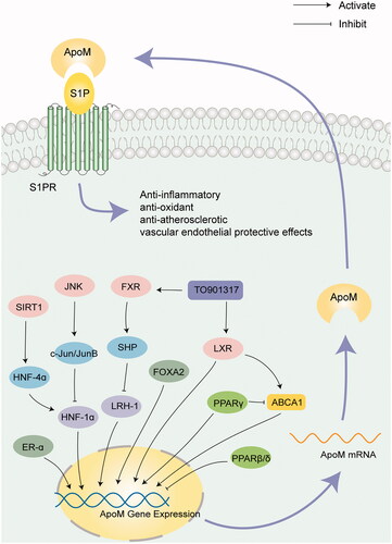 Figure 1. Regulation of the apoM signaling pathway. The regulatory factors regulate the expression levels of apoM directly or indirectly. ApoM binds to S1P and delivers it to S1PRs to serve an anti-inflammatory, anti-atherosclerotic, and vascular endothelial protective role. ApoM: apolipoprotein M; S1P: sphingosine 1-phosphate; JNK: c-Jun N-terminal kinase; HNF: hepatocyte nuclear factor; LRH-1: liver receptor homolog-1; FXR: farnesoid X receptor; SHP: small heterodimer partner; LXR: liver X receptor; ABCA1: ATP-binding cassette transporter A1; PPAR: peroxisome proliferator-activated receptor; ER-α, estrogen receptor-α.