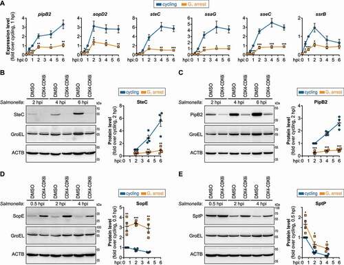 Figure 3. Activation of SPI-2 T3SS and shutdown of SPI-1 T3SS are impaired in host cells blocked in G1. (A) Expression levels of SPI-2 T3SS-related transcripts (pipB2, sopD2, steC, ssaG, sseC, ssrB), evaluated by qRT-PCR, in HeLa cells treated with DMSO (cycling) or CDK4-CDK6i (G1 arrest), and infected with Salmonella. Data are shown normalized to control cells, collected 1 hpi. (B-E) Protein levels of SteC, PipB2 (SPI-2 T3SS effectors, B and C), SopE, and SptP (SPI-1 T3SS effectors, D and E), determined by western blot, in HeLa cells treated with DMSO (cycling) or CDK4-CDK6i (G1 arrest), and infected with Salmonella. Quantification data are shown normalized to control cells, collected at 2 hpi (B and C) or 0.5 hpi (D and E), and normalized to both ACTB/β-actin and GroEL (loading controls for human and bacterial cells, respectively). Infection was performed at MOI 25 (A) or MOI 100 (B-E). Results are shown as mean±s.e.m. of n = 6 (A) or n = 4 (B-E) biologically independent experiments; western blots are representative of n = 4 biologically independent experiments; *P < 0.05, **P < 0.01 and ***P < 0.001 (statistical analysis is detailed in Table S1).