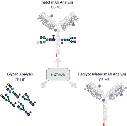 Figure 1. Workflow for the comprehensive characterization of NIST mAb includes the intact mAb analysis with µCE-MS, glycoform analysis with CE-LIF, and deglycosylated mAb analysis with µCE-MS.