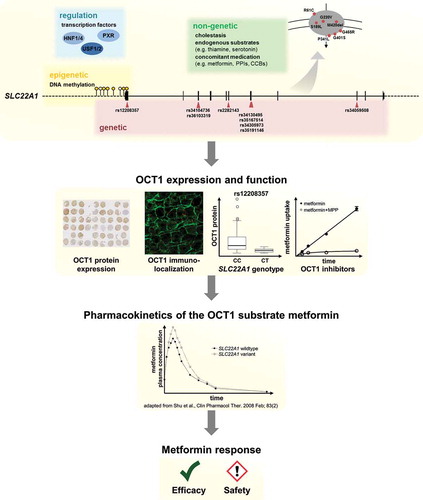 Figure 1. Factors contributing to interindividual variability of OCT1 expression/function in the liver. Expression/function of SLC22A1 is influenced by genetic variants (marked in red), epigenetic modification such as DNA methylation in the gene promoter (marked in yellow), transcription factors (marked in blue), and by non-genetic factors such as cholestasis or competing endogenous or xenobiotic OCT1 substrates (marked in green; PPI: proton pump inhibitor, CCB: calcium channel blocker). A combination of these factors leads to interindividual variability in OCT1 expression and transport function with consequences for example for metformin pharmacokinetics and response to metformin therapy resulting in effective treatment or ADR.