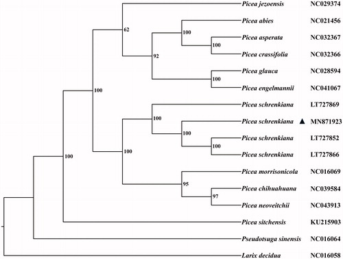 Figure 1. The phylogenetic tree of eleven Picea species constructed by complete chloroplast genomes. The bootstrap values labeled beside the branches were based on 1000 replicates.