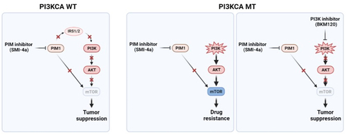 Figure 6. Schematic illustration of mutant PIK3CA genotype as a negative predictive biomarker of SMI-4a efficacy against PIK3CA mutated CRC.