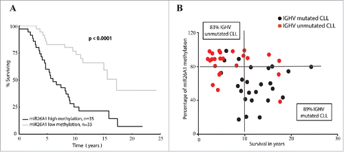 Figure 2. miR26A1 DNA methylation levels predicts overall survival in CLL. Kaplan-Meier curves for CLL patients with high and low DNA methylation (A). Scatter plots showing methylation levels of miR26A1 plotted against survival data in years (B). Black dots represent IGHV-mutated samples and red dots IGHV-unmutated samples. This scatter plot is again divided into 4 quartiles based on the median survival time in CLL (which is 10 years) and the median methylation percentage levels (which is 80% based on the pyrosequencing data).
