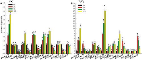 Figure 7. Expression profiles of 13 NAC genes under low temperature and hydrogen peroxide (H2O2) treatments.