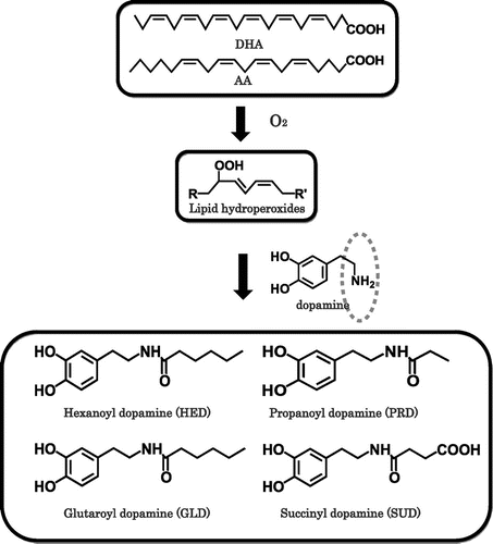 Figure 5. Mechanism of formation of dopamine adducts Propanoyl dopamine (PRD) and succinyl dopamine (SUD) were derived from n − 3 PUFA such as DHA, and hexanoyl dopamine (HED) and Glutaroyl dopamine (GLD) were derived from n − 6 PUFA such as AA.