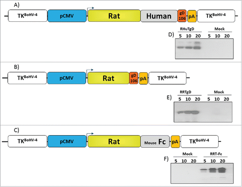 Figure 1. Design and expression of Her-2 chimeric proteins. Diagrams (not to scale) of (A) pTK-CMV-RHuT-gD-TK (pINT2-RHuT-gD), (B) pTK-CMV-RRT-gD-TK (pINT2-RRT-gD) and (C) pTK-CMV-RRT-Fc-TK (pINT2-RRT-Fc) targeting vectors with expression cassettes under the control of the CMV promoter (pCMV, blue) and the bovine growth hormone polyadenylation signal (PA, orange). RHuT-gD (A) and RRT-gD (B) ORFs are tagged with the gD106 peptide (red), while the RRT-Fc ORF (C) was fused to a mouse IgG Fc encoding fragment (gray). All expression cassettes are flanked by BoHV-4 TK homologous sequences (white). The results of immunoblotting analyses conducted with an anti-gD106 antibody on HEK 293Tcells transfected with pINT2-RHuT-gD, pINT2-RRT-gD and pINT2-RRT-Fc are shown in panels D-F, respectively. Individual lanes were loaded with different amounts of total protein cell extract (5, 10 and 20 μg); cells transfected with pEGFP-1 served as negative controls (Mock).