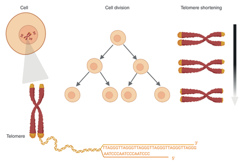 Figure 2. Telomere shortening. Due to the end replication problem, telomeres progressively shorten with each cell division.Image created with BioRender.com.