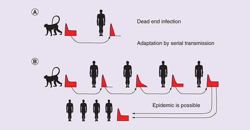 Figure 1. The process of simian immunodeficiency virus adaptation by serial transmission.In a typical cross-species transmission of SIV the virus is suppressed after acute infection initially (A); with serial transmission through sequential acute-stage infections, the virus gradually adapts to the new host and acquires the ability to sustain substantial viral load past acute infection (B). The time course of the viral load in the individual infections is shown in red (X-axis is time since infection, Y-axis is viral load).SIV: Simian immunodeficiency virus.For color figures please see www.tandfonline.com/doi/full/10.2217/fvl-2017-0042