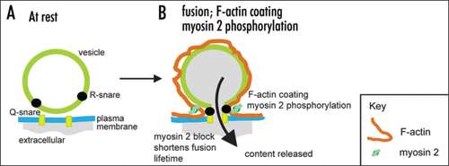 Figure 2 Myosin 2 action in secretion. F-actin coating and myosin 2 phosphorylation appear after fusion. Together we hypothesize these act to maintain the structural integrity of the vesicle and to keep the fusion pore open to allow content loss.