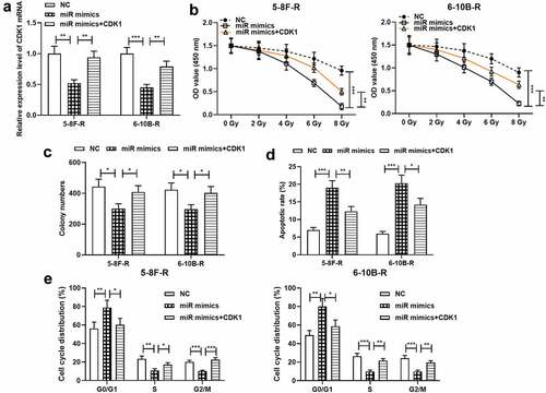 Figure 4. Effect of miR-195-3p and CDK1 on radiosensitivity of NPC cells