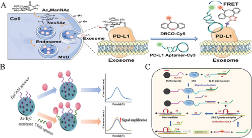 Figure 4 (A) Schematic diagram of exosomal aptamer-MGL strategy for characterizing exoPD-L1 glycosylation. Reprinted from Zhu L, Xu YF, We XY, et al. Coupling aptamer-based protein tagging with metabolic glycan labeling for in situ visualization and biological function study of exosomal protein-specific glycosylation. Angew Chem Int Ed Engl. 2021;60(33):18111–18115.Citation73 (B) Schematic illustration of the construction of dual aptamer and Au–Ti2CTx membrane-based biosensor for exosome detection. Reprinted from You QN, Zhuang LL, Chang ZM, et al. Hierarchical Au nanoarrays functionalized 2D Ti2CTx MXene membranes for the detection of exosomes isolated from human lung carcinoma cells. Biosens Bioelectron. 2022;216:114647.Citation74 (C) Schematic mechanism of dual aptamer recognition and entropy-driven catalytic system based for exosomes detection. Reprinted from Yu CX, Li L, Liu LH, et al. Research of exosome in bone metastasis through dual aptamer recognition based entropy-driven amplification. Anal Biochem. 2022;636:114433.Citation75