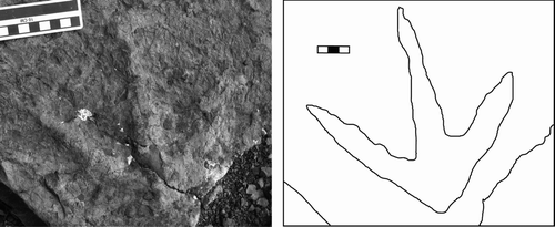 Figure 8 Magnoavipes isp. (DENA 20950).