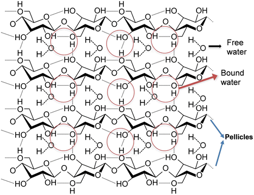 Figure 5. Schematic of the molecular structure of bacterial cellulose and their bound and free water.