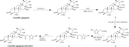 Figure 2 Synthetic route of Camellia sapogenin derivative.
