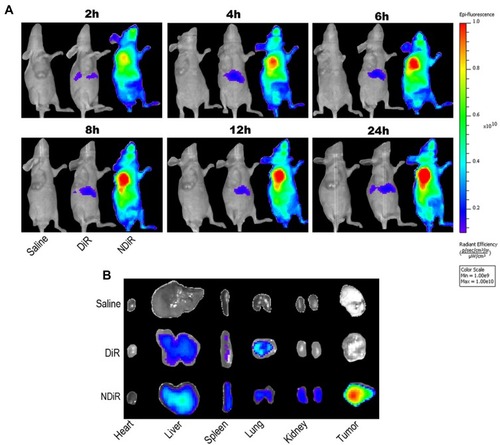 Figure 7 Tissue distribution in vivo. BALB/c nude mice bearing MCF-7 breast cancer-derived tumors were given tail vein injections of saline, free DiR, or NDiR. Time-dependent in vivo images of mice after treatment with formulations (A). Ex vivo images of tumors and other organs at 24 h post-injection of the formulations (B).