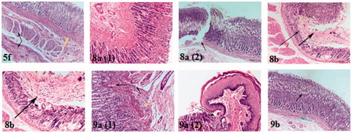 Figure 6. Haematoxylin and eosin immunohistochemical staining of gastric ulcers after ulcer induction in rats for specimen intact mucous membrane in 5f, 8a, 8 b, 9a and 9 b-treated rats.