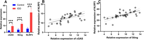 Figure 1 The mRNA expression of cGAS, Sting and NLRP3 in IDD cases. (A) The expression of cGAS, Sting and NLRP3 in IDD patients and controls. (B) The correlation analyses of cGAS mRNA and NLRP3. (C) The correlation analyses of Sting mRNA and NLRP3. The linear trend was fitted by linear regression method. ***P < 0.001.