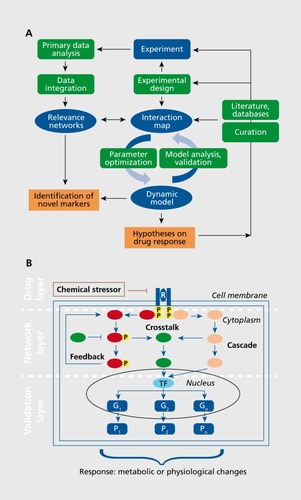 Figure 3. (A) Workflow showing the different steps in model building and analysis. (B) Schematic view of different layers in molecular modeling of drug response. Drug target inhibition induced by a chemical stressor is followed by the activation of signaling cascades that activate transcriptional regulation in the nucleus and lead to altered gene expression and protein translation. G1 ...Gn, transcription factor target genes; P1...Pn, corresponding proteins as model readouts; TF, transcription factor.