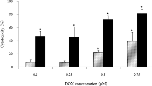 Figure 5.  Effect of doxorubicin concentration on KB cells after treatment with HSA-coated liposome/ODN complexes. Cells were incubated with HSA-coated liposome/ODN complexes at HSA to liposome molar ratio of 1.5:100 and ODN concentration of 0.9 µM for 6 h, in growth medium for 24 h, and in growth medium containing 0.1, 0.25, 0.5, and 0.75 µM doxorubicin for 48 h. Dash bar: untreated cells; dark bar: HSA liposome/ODN complexes. *p < 0.001 when compared with untreated cells. HSA, human serum albumin; ODN, oligodeoxyribonucleotide.