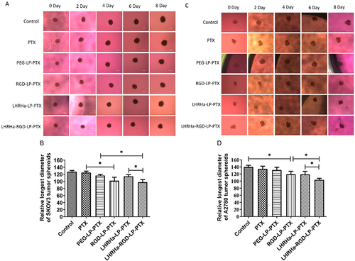 Figure 5 (A) Changes of SKOV3 tumor spheroids treated with PTX formulations. (B) Relative longest diameter of SKOV3 tumor spheroids treated with PTX formulations on Day 8 (n=3); *p< 0.05. (C) Changes of A2780 tumor spheroids treated with PTX formulations. (D) Relative longest diameter of A2780 tumor spheroids treated with PTX formulations on Day 8 (n=3); *p< 0.05. Magnification ×50.