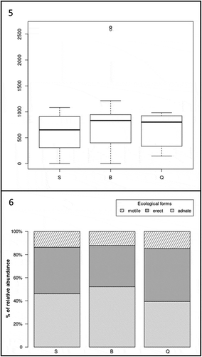 Figs 5‒6. Fig. 5. Boxplot showing the difference of the total diatom abundance in the three localities of Playa de Las Salinas (S), Bocabarranco (B) and Quintanilla (Q). Fig. 6. Percentage contribution of abundances for each diatom form (i.e. motile, erect, adnate) in the three localities of Playa de Las Salinas (S), Bocabarranco (B) and Quintanilla (Q)