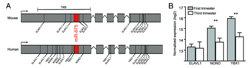 Figure 1. The H19 lncRNA transcript and RNA binding proteins in human and mouse. (A) Schematic representation of human and mouse H19 transcripts indicating locations of RNA binding protein motifs. The ELAVL1 binding motifs that surround the miR-675 locus in the mouse transcript are not present in the human transcript, however binding motifs for the NONO and YBX1 proteins are present in the human transcript. (B) Expression of genes that encode the RNA binding proteins ELAVL1, NONO, and YBX1 in human first and third trimester placentas. Expression of NONO, and YBX1 show a significant decrease in expression as gestation progresses, with ELAVL1 showing no difference across gestation. Data for RNA binding protein expression differences between first and third trimester were reported in ref.Citation44 and the figures were generated using normalized array data obtained from the NCBI Gene Expression Omnibus (accession GSE28551). The RNA binding protein recognition sequences were predicted using the RNA binding protein database.Citation107 Human and mouse H19 transcript sequences obtained from UCSC reference genomes hg19 and mm10 respectively.