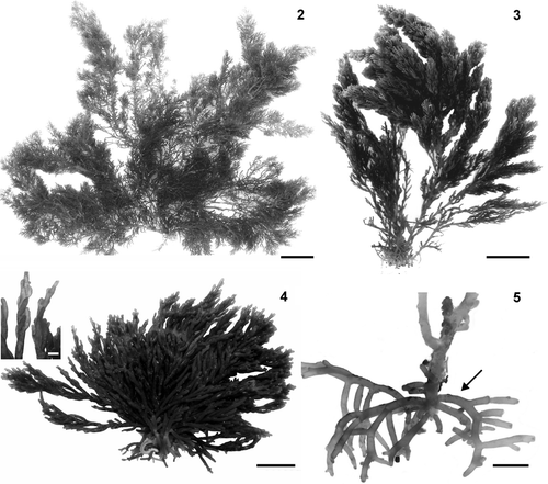 Figs 2–5. Habit of Laurencia dendroidea. 2, 3. Habit of specimens from protected areas. 4. Habit of specimen from exposed area, with detail of ultimate branchlets (inset). Note detail of ultimate branchlets markedly curved towards the axis. 5. Detail of basal portion of the thallus showing stolon‐like and descending branches formed from the lower portions (arrow). Scale bars = 2 cm (Figs 2, 3), 1 cm (Figs 4, 5), and 1 mm (Fig. 4, inset).