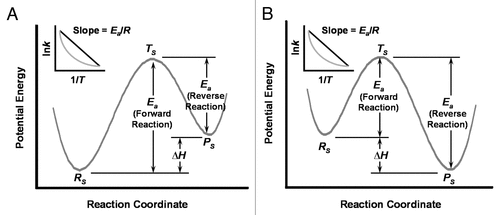 Figure 1 Model potential energy diagrams and Arrhenius plots for the rate or kinetics of microbial “social” decision making. (A) Under preferential attachment rules, decisions to switch from one social strategy to another of less fitness may require “energy absorption” analogous to endothermic chemical reactions. The initial fitter strategy or reactant (Rs) maintains a lower potential energy. Forward transition to a less fit strategy or product (Ps) of higher potential energy may proceed over the reaction barrier via an intermediate or transition state (Ts) or through the reaction barrier without a transition state. The former case is a classical reaction needing activation energy (Ea) and a change in the system's heat (ΔH). The latter case is a quantum reaction, tunneling through the reaction barrier. Arrhenius kinetics (inset) of the classical reaction (black) form a linear relationship between the rate of strategy switching (k) and the inverse of the system's temperature (1/T), whereas the quantum reaction (grey) produces a nonlinear function between the same variables. (B) Social decision making by microbes may also require “energy dissipation” analogous to exothermic chemical reactions. Here the initial less fit strategy (Rs) of higher potential energy transitions to a more fit strategy (Ps) of lower potential energy using the classical or quantum principles described for (A). The Arrhenius kinetics (inset) of exothermic reactions give plots identical to that of endothermic reactions.