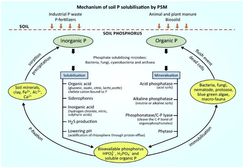 Figure 5. Soil microbes mediate phosphorus (P) availability for plant growth through solubilisation of inorganic P and mineralisation of organic P.