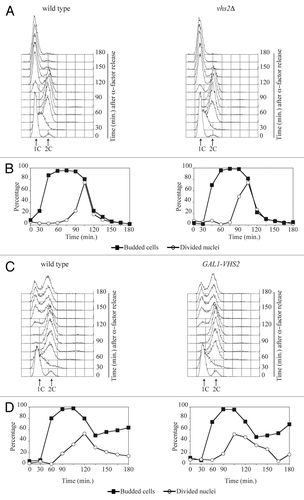 Figure 1. The lack and the overproduction of Vhs2 do not significantly alter cell cycle progression. (A and B) Exponentially YEPD growing cultures of wild-type and vhs2Δ cells were arrested in G1 by α-factor and released from G1 arrest at 25 °C (time 0). At the indicated times after release, cell samples were taken for FACS analysis of DNA contents (A) and for scoring budding and nuclear division (B). (C and D) Exponentially YEPR growing cultures of wild-type cells and cells carrying multiple integration of GAL1-VHS2 construct were arrested in G1 by α-factor and released from G1 arrest in YEPRG at 25 °C (time 0). At the indicated times after release, cell samples were taken for FACS analysis of DNA contents (C) and for scoring budding and nuclear division (D).