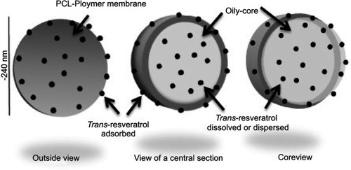 Figure 1 Graphical representation polymeric oil-core nanocapsules loaded with trans-resveratrol.