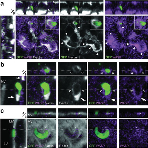 Figure 2. The F-actin rich hood is formed by the invaded cell. Panels show representative images including single confocal sections in the x–y plane, and pseudo-cross-sections in the perpendicular (apical, basal, a/b) z-axis, which are x–z (top) and y–z (left). y–z pseudo-cross-section is presented as channel overlay, while x–y section and x–z pseudo-cross-sections are presented as overlay and individual channels. The x- and y-axes are always in the plane of the epithelium. The position of the pseudo-cross-sections is indicated in the main images by dashed white lines; similarly, the plane of the main image is indicated by a dashed white line in each pseudo-cross-section. Parasite (green); F-actin staining with phalloidin (grey); WASP immunostaining (purple); microvilli (MV); muscle fibres (MF); cellsCitation1,Citation2 protruded towards the midgut lumen (LU). Scale bars represent 5 μm. (a) An ookinete exiting the epithelium. While the distribution of WASP staining is broader and more diffuse than the F-actin staining, WASP is co-localized with both, the parasite hood (inset), indicating that the hood is actively formed around the parasite, and the invaded areas showing extensive actin reorganization, which occurs during epithelial restitution (solid arrowheads). Note that y–z pseudo-cross-sections further show the ongoing restitution mechanisms in form of two cells that are getting extruded towards the midgut lumen (1 and 2), while the x–z pseudo-cross-section highlights the location of the hooded ookinete in the epithelium. While only one parasite is presented, two ookinetes were detected in the invaded area that both may contribute to the observable midgut restitution. (b) A hooded ookinete exiting the epithelium as indicated in the y–z pseudo-cross-section. The strong and massive actin hoods at the anterior end (arrow), as well as the thinner actin layers around the half-anterior part of the ookinete (hollow arrowheads), are co-localized with WASP. (c) Apically located non-hooded ookinete entering the epithelium showing WASP staining at its anterior end (asterisk).