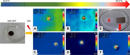 Figure 5 Laser-induced heating on different concentrations of PD NP solution and composite fiber.Notes: (A–D) Thermographic images of PD NP solution droplet (300 µL of 50, 100, 500, and 1,000 µg/mL, respectively) after NIR irradiation. (E) Digital image of fabricated nanofiber device (white – neat PDO fiber mat and brown – with PD NPs [3.8 mg/mL]) (F) Thermographic image was captured from respective Movie S1 showing PDO composite nanofiber device (0.005 mg) in 300 µL PBS. Power and wavelength of the NIR light used in this study were the same for all samples, that is, 2 W/cm2 and 808 nm, respectively, for 60 seconds irradiation time. All images are screenshots captured from respective movies.Abbreviations: NIR, near-infrared; PD NPs, polydopamine nanospheres; PDO, polydioxanone.