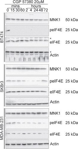 Figure 4 Time course analysis of the inhibition of eIF4E phosphorylation by CGP57380. Cells were treated with 20 µM CGP57380 for the times as indicated. Proteins were analysed by western blotting. *, cross reacting band.