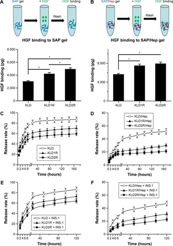 Figure 3 Effect of cationic SAP/Hep gel on HGF binding and release.Notes: (A, B) Determination of HGF binding to SAP and SAP/Hep gels by ELISA. (C, D) In vitro release of HGF from SAP and SAP/Hep gels in PBS. (E, F) In vitro release of HGF from cells-loaded SAP and SAP/Hep gels in culture media. Data are mean ± SD. *P<0.05.Abbreviations: K, lysine; L, leucine; D, aspartate; R, arginine; SAP, self-assembling peptide; Hep, heparin; HGF, hepatocyte growth factor; ELISA, enzyme-linked immunesorbent assay; PBS, phosphate-buffered saline.