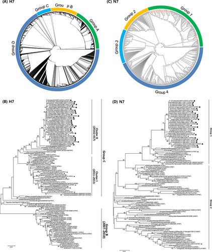 Fig. 1 Phylogenetic analysis of H7 influenza A viruses in Eurasia.a Phylogenetic tree of the HA genes of 41 H7 influenza A viruses, representative of 107 viruses isolated in the Republic of Korea between 2010 and 2017 (red lines), in addition to all 2963 H7 sequence >1600 nt from viruses isolated in Eurasia that were available from the Global Initiative on Sharing All Influenza Data (GISAID). Evolutionary analyses were conducted in RAxML. Red lines denote the H7 viruses isolated in South Korea. b Maximum-likelihood phylogenetic tree of a subset of group B and C H7 genes. Tree stability was determined by bootstrap analysis with 1000 replicates, and bootstrap values >70% are displayed above the branch nodes. Evolutionary analyses were conducted in MEGA6. For the H7 viruses isolated in the Republic of Korea in this study, those isolated during 2016–2017 are indicated by dots, and those isolated at other times are indicated by triangles. Other viral sequences were obtained from GISAID. Ck chicken, Dk duck, Kr Korea, WBF wild bird feces. c Phylogenetic tree of NA genes of 33 H7N7 influenza A viruses isolated in the Republic of Korea between 2010 and 2017 (red lines) and all 505 N7 sequences >1400 nt from viruses isolated in Eurasia that were available from GISAID. Evolutionary analyses were conducted in RAxML. d Maximum likelihood phylogenetic tree of a subset of group 1 and 2 N7 genes. Tree stability was determined by bootstrap analysis with 1000 replicates, and bootstrap values >70% are displayed above the branch nodes. Evolutionary analyses were conducted in MEGA6. For the H7 viruses isolated in the Republic of Korea in this study, those isolated during 2016–2017 are indicated by dots, and those isolated at other times are indicated by triangles. Other viral sequences were obtained from GISAID. Ck chicken, Dk duck, Kr Korea, WBF wild bird feces