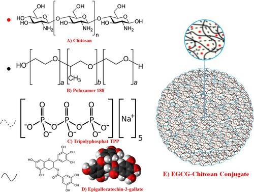 Figure 11 (A) Chemical structure of chitosan, (B) tripolyphosphate (TPP), (C) Poloxamer 188 (D) EGCG and (E) fabrication of Poloxamer (P188) loaded with chitosan nanoparticles via ionic gelation between the positively charged amino groups of chitosan (CS) and negatively charged tripolyphosphate (TPP) with EGCG trapped in.