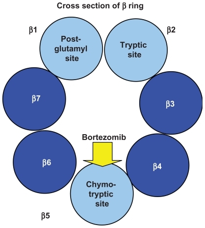 Figure 1B Cross section of the β ring of the 20S subunit of the proteasome: the post-glutamyl, tryptic, and chymotryptic sites are comprised of the threonine residues of the β1, β2, and β5 subunits respectively. Bortezomib inhibits the chymotryptic site.