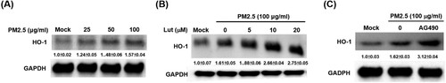 Figure 8. HO-1 expression is enhanced by luteolin and JAK inhibitor AG490 treatments. (A) Induction of HO-1 expression by PM2.5 (25, 50 and 100 μg/ml) for 24 h. (B) MH-S cells were untreated (mock) or pre-treated with various concentrations of luteolin (5, 10 and 20 μM) or (C) JAK inhibitor AG490 (15 μM) for 1.5 h following stimulated with PM2.5 (100 μg/ml). After 24 h, cell lysates were blotted to detect HO-1 and GAPDH protein expressions. Data are representative of at least three independent experiments and values are expressed in mean ± SD (n ≥ 3). *, P < .05 (significant difference compared with mock cells).
