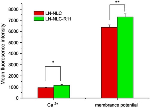 Figure 5 The results of Ca2+ concentration and membrane potential in HaCaT cells.Notes: Data presented as mean ± SD (n=3). *P<0.05, **P<0.01.