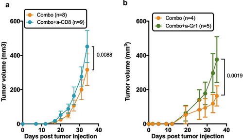 Figure 7. Role of human T cells and murine myeloid cells in the prevention of tumor growth by the combination of chemotherapy and anti-ICOS mAb. (a) Tumor growth in the absence of CD8+ T cells in the combo group. Neonatal CD34-reconstituted NSG mice were grafted s.c with the MDA-MB-231 cell line, injected with cyclophosphamide (CTX; 1.5 mg/mouse) and the anti-ICOS mAb (50 µg/mouse) with (Combo+a-CD8) or without (Combo) the MT807R1 recombinant Ig (10mg/kg) (b) Tumor growth was followed in HuMice treated with the combination of CTX and anti-ICOS mAb and an isotype control (Combo+Iso) or an anti-Gr1 mAb (200µg/mouse i.p). The first injection began 2 days before the combo treatment, followed by five injections, twice a week for 3 weeks. In this experiment, NSG female mice were humanized at the age of 3 weeks, then grafted as mentioned with the MDA breast cancer cell line. Results shown are cumulative of two independent experiments. The total number of mice is indicated in brackets. Error bars are SEM.