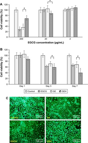 Figure 3 Cell viability of HCECs.Notes: Cultured with (A) variant EGCG formulations at different EGCG concentrations for 1 day and (B) EGCG at 20 µg/mL for 1, 3, and 7 days (mean ± SD, n=6). (C) Live/dead staining images of HCECs treated for 1 day with variant EGCG formulations (EGCG 20 µg/mL). *statistically significant when compared with control (P<0.05); #statistically significant when compared with GEH (P<0.05).Abbreviations: EGCG, epigallocatechin gallate; GE, gelatin–EGCG; GEH, GE with hyaluronic acid coating; HCECs, human corneal epithelium cells.