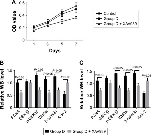 Figure 11 Cell proliferation and protein expression after the Wnt–β-catenin signaling-pathway inhibitor XAV939 had been added to group D.Notes: (A) OD values of cell growth; (B) WB results for day 3; (C) WB results for 7 days.Abbreviation: WB, Western blot.