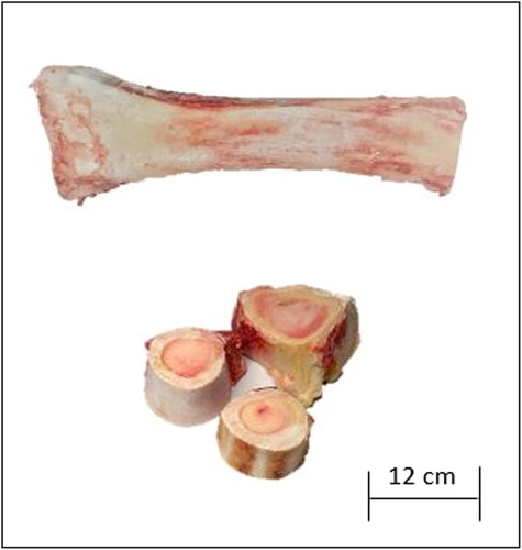 Figure 1. Slice parts of the fresh bovine femur bone.